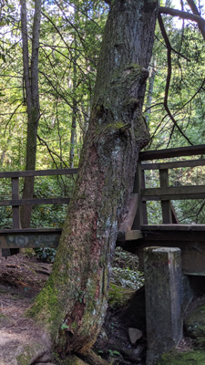 An example portrait image with a 9:16 aspect ratio